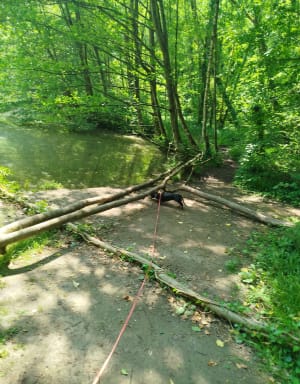 Promenade en forêt de Phalempin - Phalempin - 5