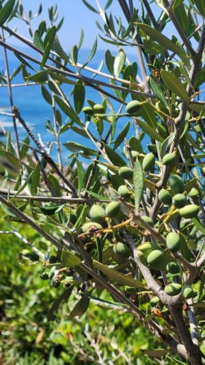 Balade du Triu site naturel protégé - Vico - 11
