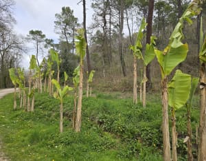 Autour de Fargues-Saint-Hilaire par la Bouteronde - Fargues-Saint-Hilaire - 18