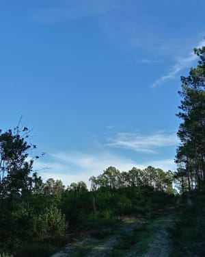 Balade en Forêt des Landes - Biscarrosse - 9