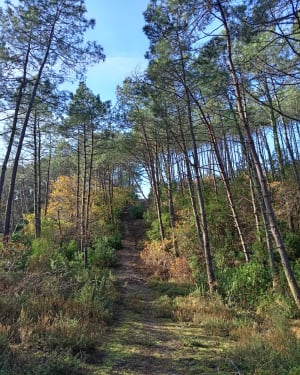 Balade en Forêt des Landes - Biscarrosse - 10