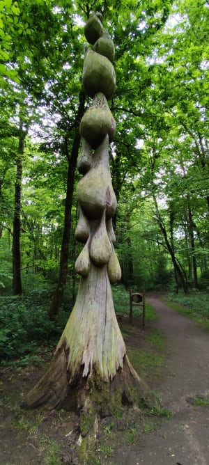 Excursie naar het hart van het bos van Scevolles - Guesnes - 16