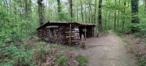 Excursie naar het hart van het bos van Scevolles - Guesnes - 17