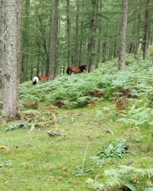 Tour du Pic de l'Ibanteli et chevaux pottoks - Christelle - 12