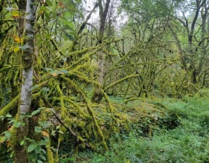 Sentier des Combes et forêt à Ahuy - Ahuy - 12