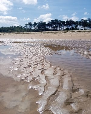Wandel naar de Gallon d'Or en het Spaanse Punt - La Tremblade - 43