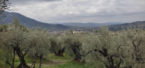 Sentier des Oliviers depuis les hauteurs de Nyons - Nyons - 2