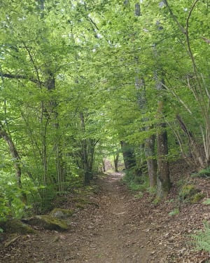 Balade jusqu'à ferme auberge du Solberg - Sanguita - 8