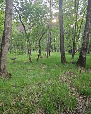 Randonnée forestière au Poteau de Pecqueuse - Poigny-la-Forêt - 10