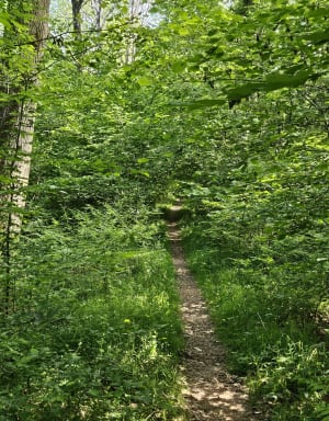 Randonnée forestière au Poteau de Pecqueuse - Poigny-la-Forêt - 11