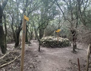 Rondleiding door La Massane en ontdekkingen van kleine bomen - Lavail, Sorède - 8
