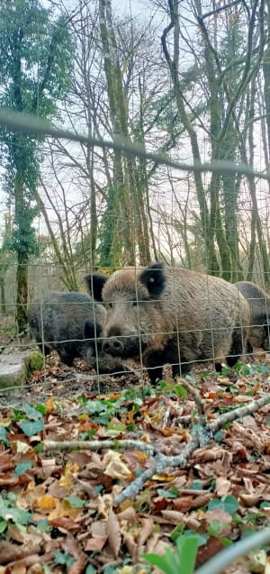 Balade dans la forêt de Chailluz - Besançon - 2