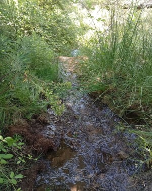 Dans les Cévennes à Mas Soubeyran et observation du sanglier - Mialet - 6