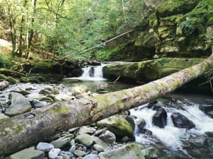 Bois des Traversiers variante - Saint-Jean-de-Sixt - 7