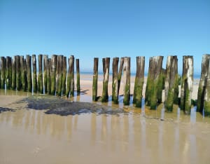 Baie de Wissant et paradis pour les oiseaux - Wissant - 5