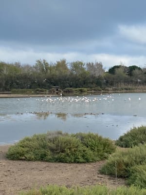 Jusqu'à la plage le long du canal, le littoral et la Maïre - Portiragnes - 15