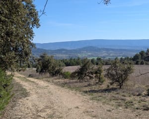 Joucas et escapade entre vignes et vergers - Joucas - 5