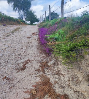 Roumégoux par monts et parcours agréable dans le Cantal - Roumégoux - 5