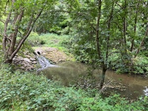 Promenade en forêt de Maurepas et Bassin de la Courance - Jouars-Pontchartrain - 8