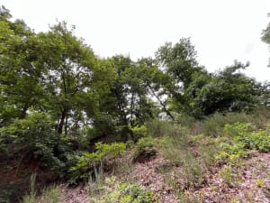 Promenade en forêt de Maurepas et Bassin de la Courance - Jouars-Pontchartrain - 9