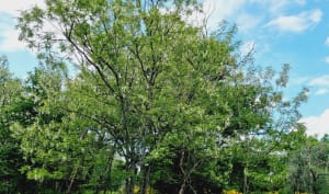 Forêt de Bauzy et détente assurée en campagne - Bauzy - 3