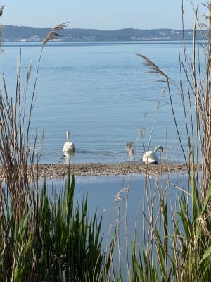 La petite Camargue à St Chamas - veronique - 9