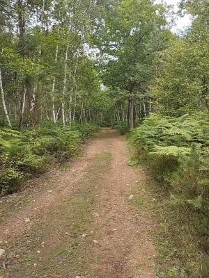 Balade en forêt des Ventes - Les Ventes - 6