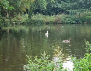 Au fil de l'Eau Bourde : bonheur nature de Talence à Gradignan - Talence - 6