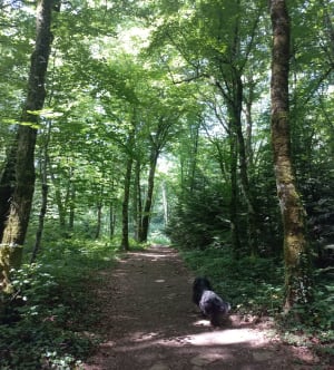 Petite aventure forestière à la Croix de Suchot de Baume-les-Messieurs - Baume-les-Messieurs - 14