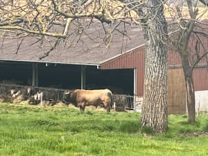 Tour du Wangenberg -Wasselonne - Wasselonne - 11