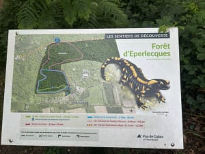 Balade à travers la forêt d'Eperlecques - Éperlecques - 18