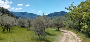 Tour de l'Aiguille par le sentier botanique - Buis-les-Baronnies - 4