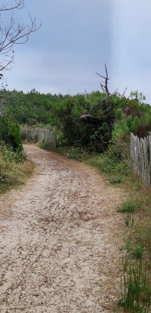 Natuur en beschermde omgevingen in het Maillouèyre-reservaat - Maison Forestière de Leslurgues, Mimizan - 6
