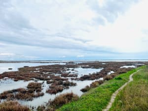 Mauguio: droomexcursie rond de moerassen van Plagnol - Mauguio - 19