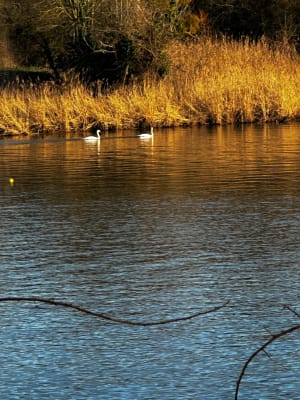 Balade agréable sur Les rives de la Meurthe - Tomblaine - 5