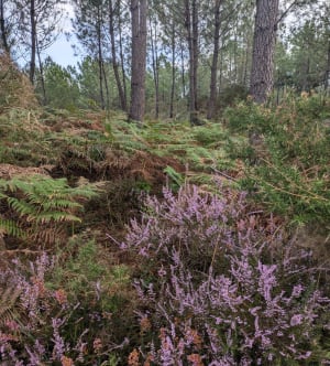 À VTT dans les Landes et senteurs de pinèdes à Seignosse - david - 2