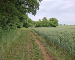 La Ferté-Alais et Bois de Baulne - La Ferté-Alais - 4