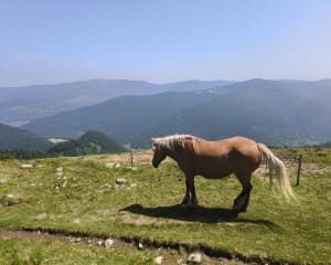 Départ le Honneck, kastelberg, lac de schiessrothried.... - La bresse - 56