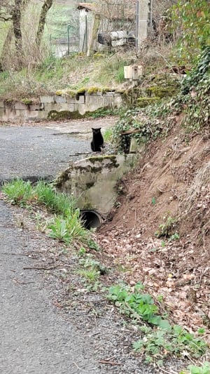 Saliès et balade de caractère et verte dans le pays des coteaux - Salies - 9