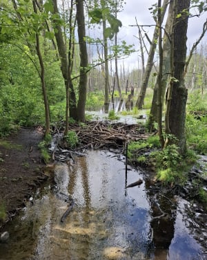 Dookoła Rusałki - Poznań - 6