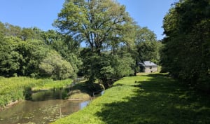 A travers la forêt et vers le moulin autour de Guer - Guer - 4