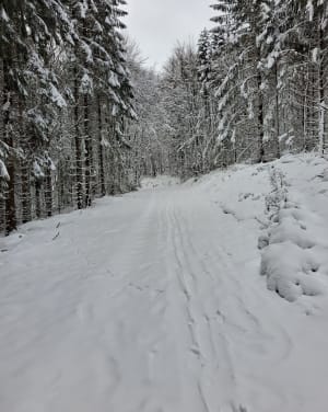 Rando blanche autour du Schnepfenriedkopf - Le Schnepfenried - 3