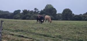 Plouhinec et son sentier de randonnée - Plouhinec - 5