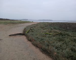 Belle balade à l'estuaire de l'Orne - Merville-Franceville-Plage - 16