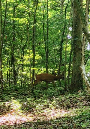 Zeer mooie wandeling in het Bois de Roquelaure - Lapugnoy - 34