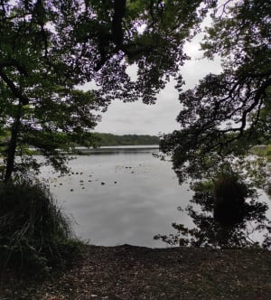 Étang de Moliets et forêt de Messange - Moliets-et-Maa - 6