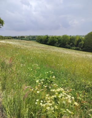 Suikerbroodberg - Rochers des Parcs: natuur in al haar vormen - Le Vey - 34
