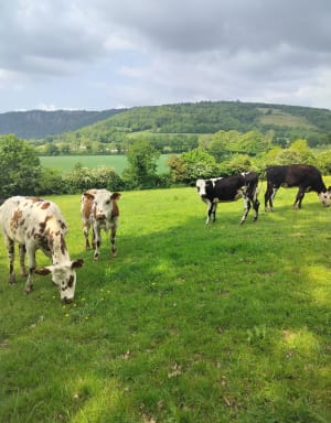 Suikerbroodberg - Rochers des Parcs: natuur in al haar vormen - Le Vey - 36