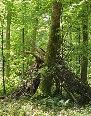 Entre la Touques et le Chaussey - Blangy-le-Château - 8