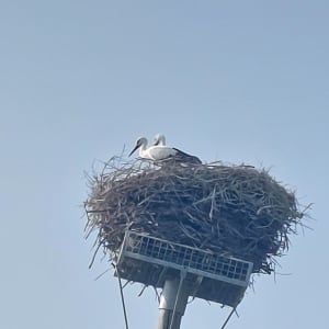 Saint-Laurent-de-la-Prée et les animaux des marais - Saint-Laurent-de-la-Prée - 7